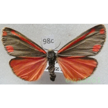Tyria jacobaeae (Linnaeus, 1758) Czech98c